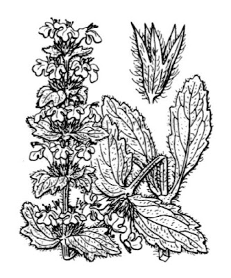 Ajuga genevensis L.
