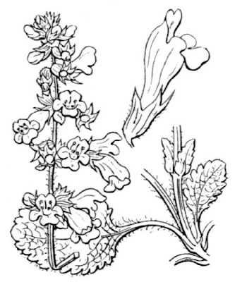 Horminum pyrenaicum L.