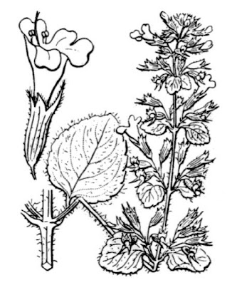 Calamintha ascendens Jord.