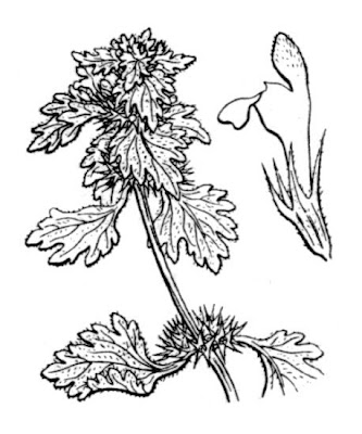 Hybrid deadnettle