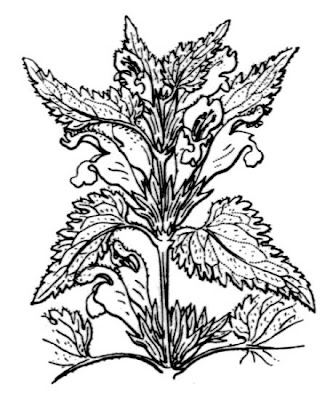 Lamium garganicum L.