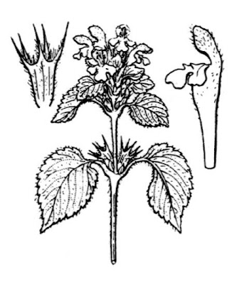 Galeopsis pubescens Besser