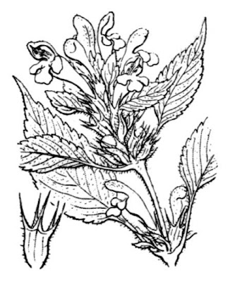 Galeopsis speciosa Miller