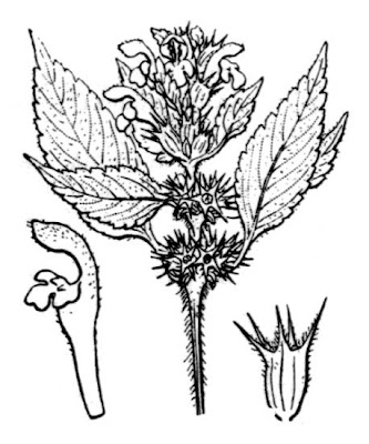Galeopsis tetrahit,
bristlestem hempnettle,
brittle-stem hemp-nettle,
brittlestem hempnettle,
Canapa selvatica,
Canapetta comune,
common hemp-nettle,
galeopse,
gale&oacute;pse-comum,
Gemeiner Hohlzahn,
Hemp Nettle,
hemp-nettle