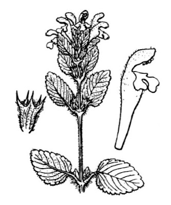 Galeopsis pyrenaica,
Pyrenean Hemp Nettle