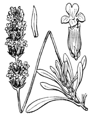 Lavandula latifolia Medicus