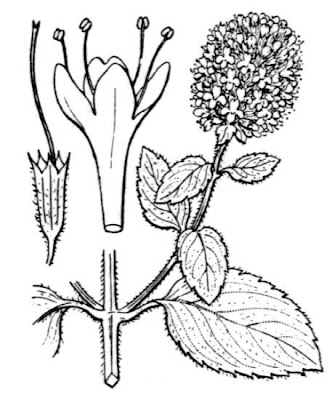 Mentha aquatica L. x. piperita
