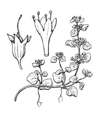 Mentha requienii Bentham