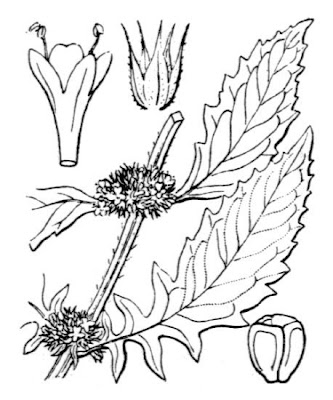 Gipsywort