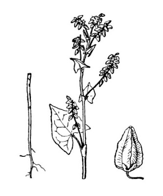 Fagopyrum tataricum,
alforf&oacute;n de Tartaria,
Grano saraceno siberiano,
green buckwheat,
India-wheat,
Japanese buckwheat,
ku chiao mai,
ku qiao,
sarrasin de Tartarie,
Tartary buckwheat,
tatarischer Buchweizen