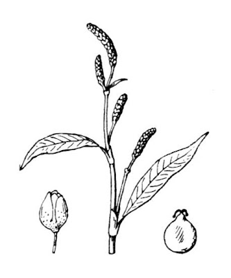 Erva-de-bicho-pruinosa
