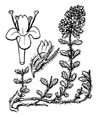 Thymus froelichianus Opiz