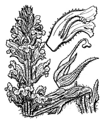 Butterbur Broomrape