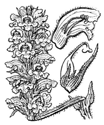 Alsace Broomrape Alsace Broomrape