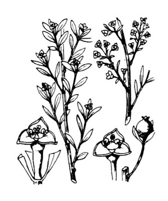 Ginestrella comune