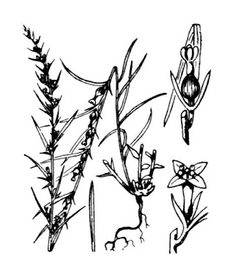 Alpine Bastard Toadflax Alpine Bastard Toadflax