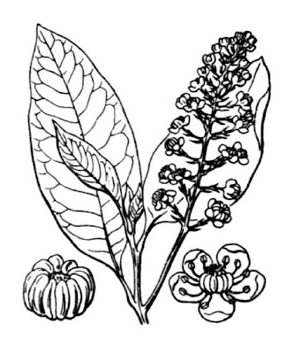 Fitolaca