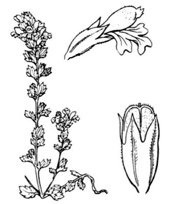 Common eyebright Common eyebright