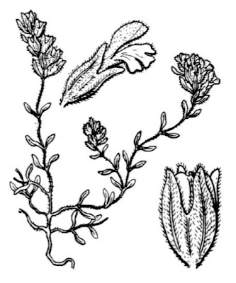 Odontites corsicus,
Perlina sado-corsa
