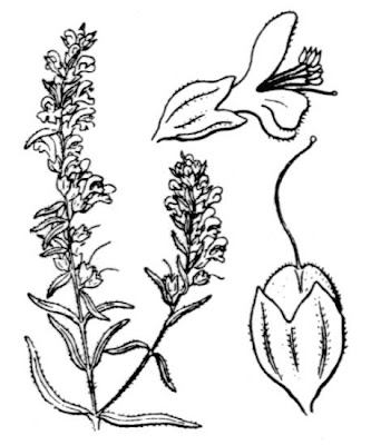 Odontites luteus,
Perlina gialla