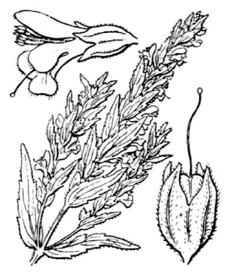 Odontites lanceolatus,
Perlina lanceolata