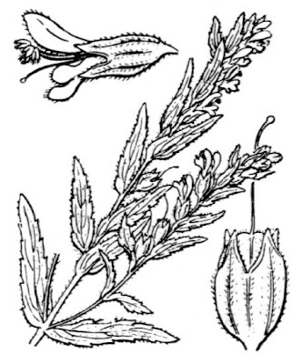 Odontites vernus,
Perlina invernale,
red bartsia