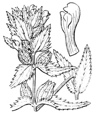 Narrow Leaved Rattle
