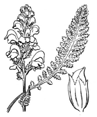 Ascending Lousewort
