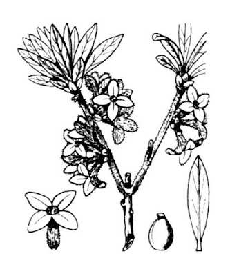 Camalea