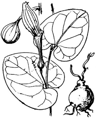 Aristolochia rotunda L.