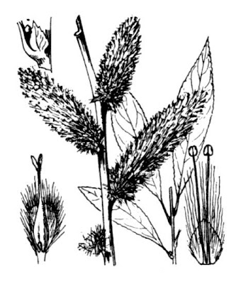 Daphne willow Daphne willow