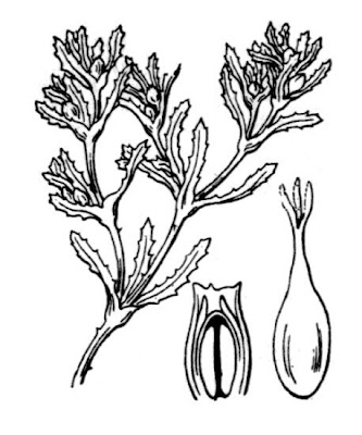 Najas marina subsp. marina