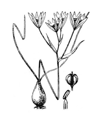 Narrow leaved Star of Bethlehem