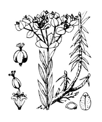 Anabulla Anabulla