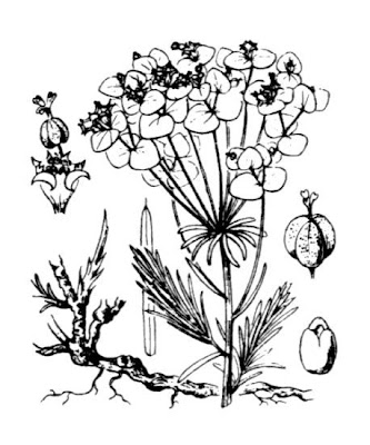 Euforbia cipressina Euforbia cipressina