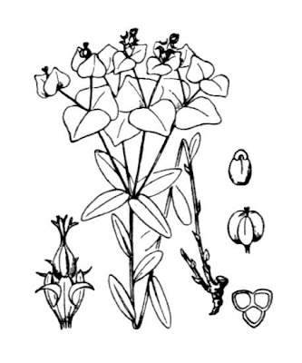 Euforbia insubrica