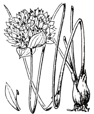 Ezo-negi