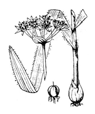 Aglio pelosetto
