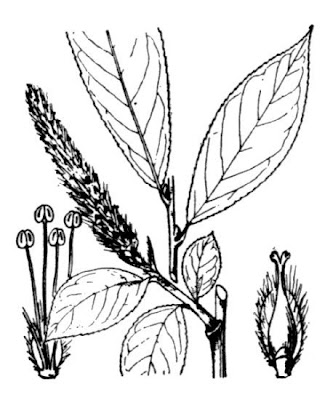 Salice odorosa