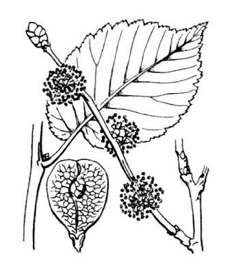 Ulmus minor subsp. minor
