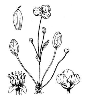Luronium natans (L.) Rafin.