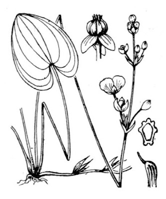 Caldesia parnassifolia (Bassi) Parl.