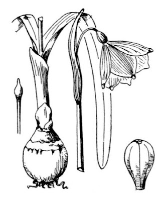 Leucojum vernum L.