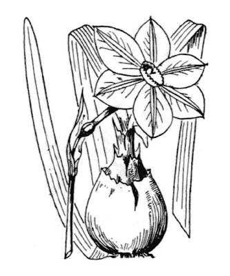 Narcissus,
daffodil,
narcissus