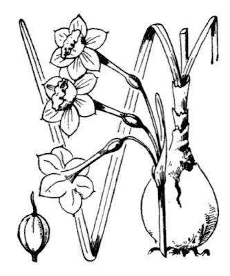 Narcissus dubius