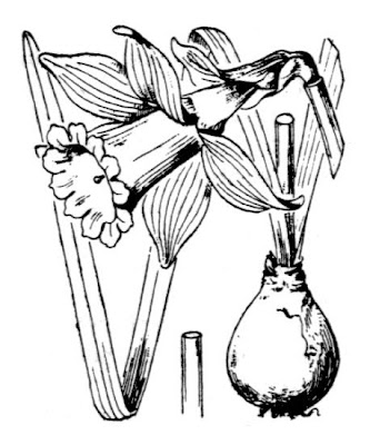 Narcissus pseudonarcissus,
buttercup,
common daffodil,
daffodil,
lent-lily,
narciso,
Narciso trombone,
Tenby daffodil,
trumpet narcissus,
wild daffodil