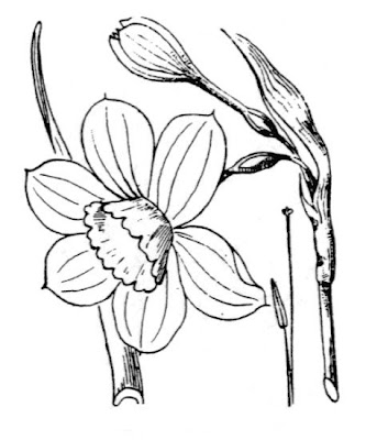 Narcissus x odorus,
campernelle jonquil,
Hybrid Jonquil