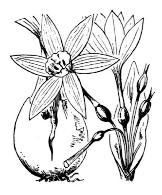 Narcissus tazetta subsp. italicus