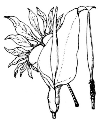 E.serpentaria