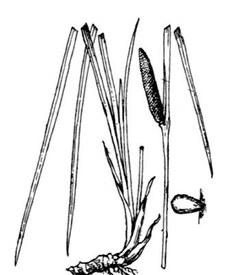 Acorus calamus L.